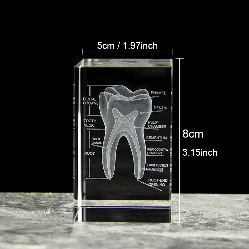 size-model