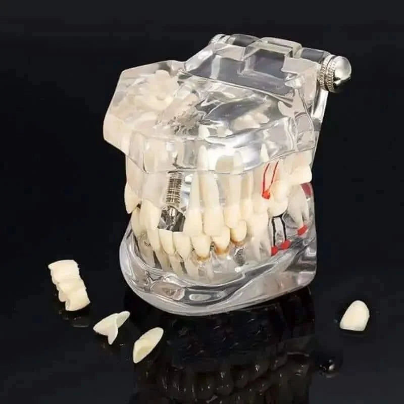 Dental-teaching-model-4
