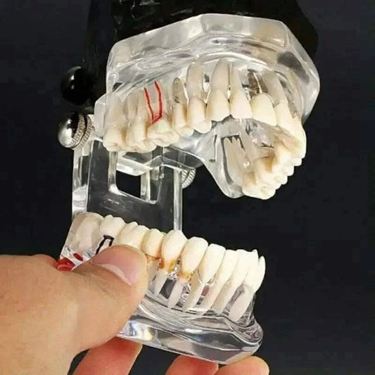 Dental-teaching-model