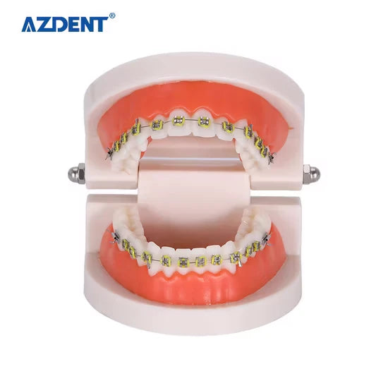Dental-Orthodontic-Teeth-Model-4-1