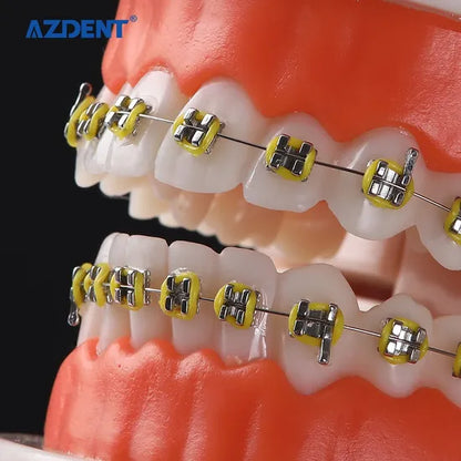 Azdent-Dental-Orthodontic-Teeth-Model-Bracket-Model2-1