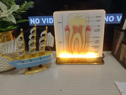 Dental Desk Anatomy Model photo review