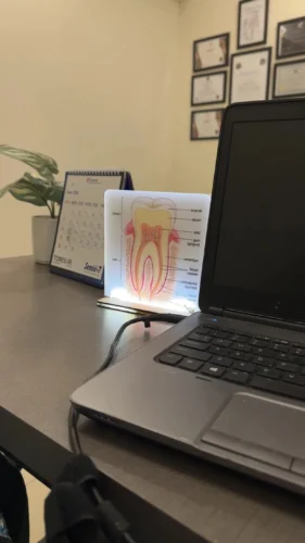 Dental Desk Anatomy Model photo review