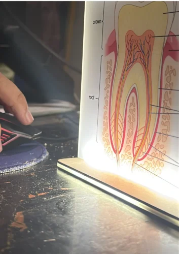 Dental Desk Anatomy Model photo review