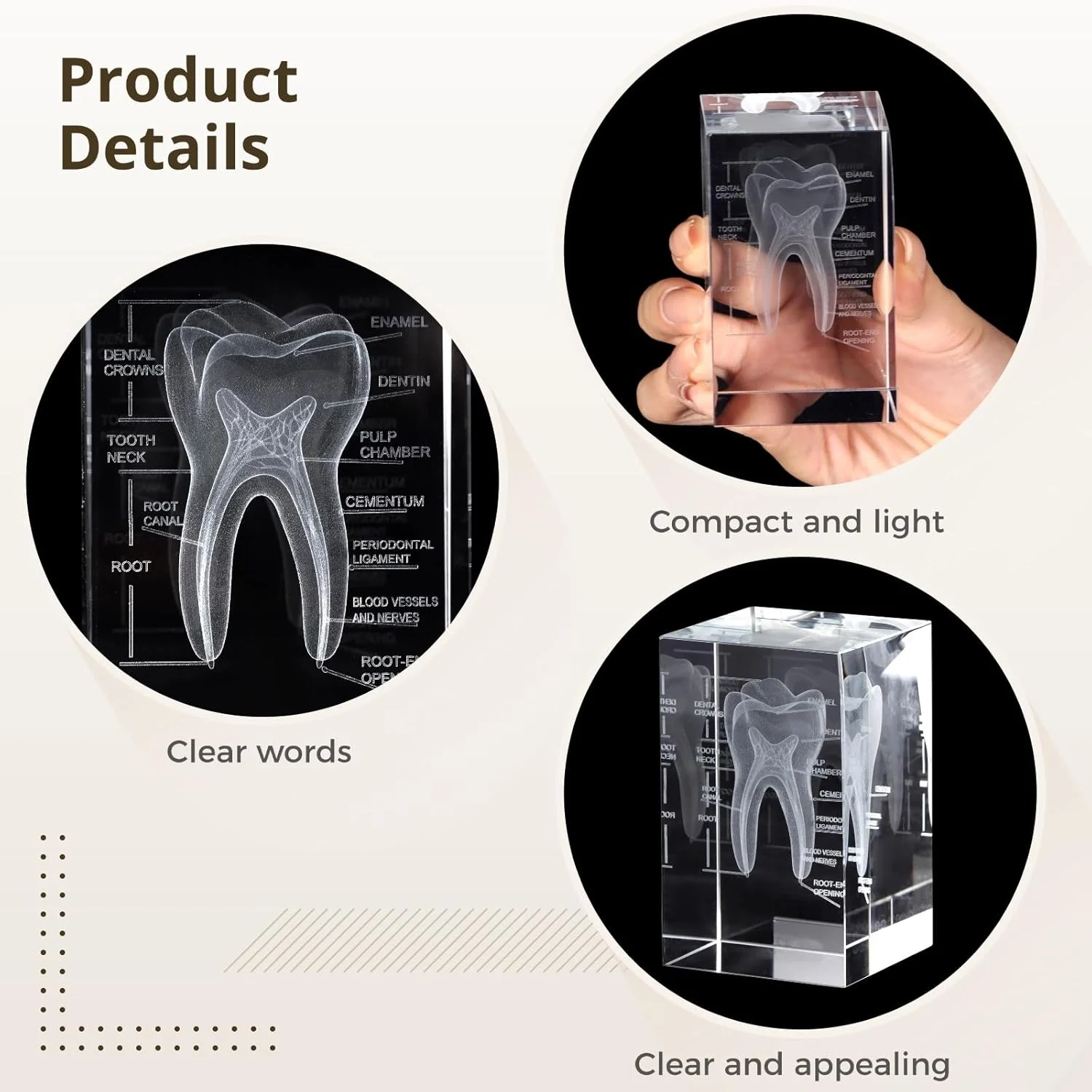 3D Crystal Teeth Model - Image 5