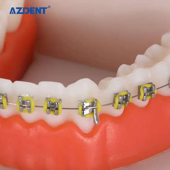Dental Orthodontic Teeth Model - Image 4