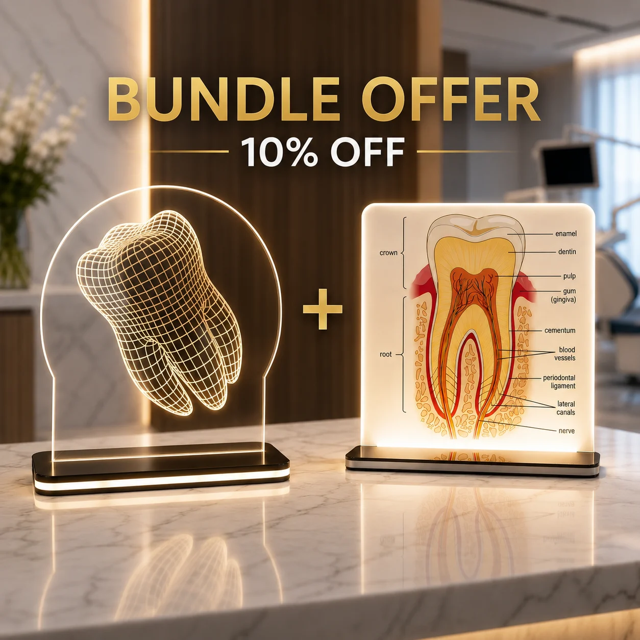(Get 10% OFF) Dental Desk Anatomy Model + Dental Transparent LED Model